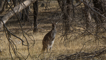 kangaroo in bush area 