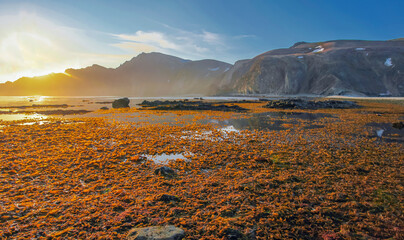 Sea level ebb in the Penzhinskaya Bay of the Sea of Okhotsk with seaweed in the rays of the setting sun. © okyela