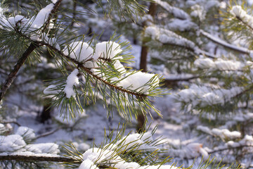 Pine branch covered with snow. Close shot of a pine branch in winter in the forest. Pine needles with snow. 