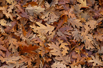 OCHRE LEAVES ON FOREST FLOOR