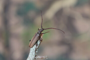 Aegosoma scabricorne an endangered big European longhorn beetle in close view