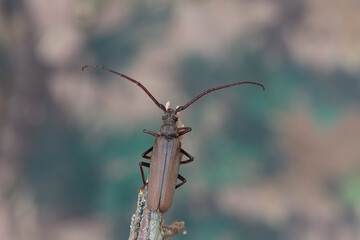 Aegosoma scabricorne an endangered big European longhorn beetle in close view
