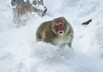 Japanese macaque running on the snow. Scientific name: Macaca fuscata, also known as the snow monkey. Winter season. Natural habitat. Japan.