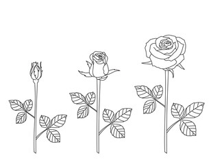 Rose Bud and bloom line hand drawing on white background. Vector design illustration.
