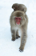 The Japanese macaque walking on the snow. Front view. The Japanese macaque ( Scientific name: Macaca fuscata), also known as the snow monkey. Winter season. Natural habitat.