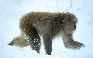 The Japanese macaque walking on the snow. The Japanese macaque ( Scientific name: Macaca fuscata),...