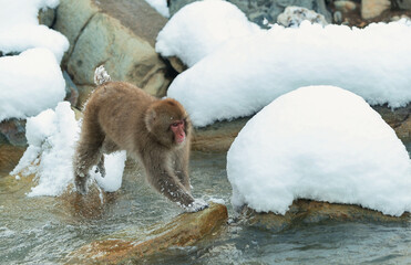 Japanese macaque in jump. Macaque jumps through a natural hot spring. Snow monkey. The Japanese...