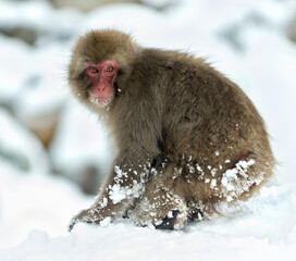 Japanese macaque on the snow. Snow monkey. The Japanese macaque ( Scientific name: Macaca fuscata), also known as the snow monkey. Winter season. Natural habitat.