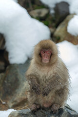 Japanese macaque. Scientific name: Macaca fuscata, also known as the snow monkey. Winter season. Natural habitat. Japan.