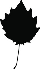 Vector leaf. Graphic illustration isolated on white background.
