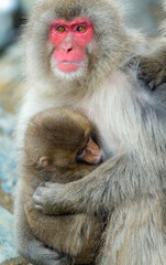 Japanese macaque and cub. Close up portrait. Snow monkey. The Japanese macaque, Scientific name: Macaca fuscata, also known as the snow monkey. Winter season. Natural habitat.