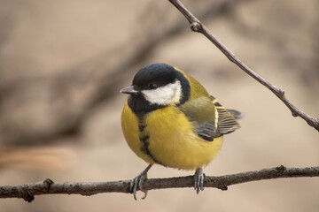 yellow backed shrike