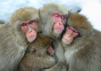 Snow monkeys. The Japanese macaque ( Scientific name: Macaca fuscata), also known as the snow monkey. Winter season. Natural habitat. Japan.