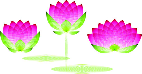 Three Lotus flower buds with leaves pink profile on a white background, geometric pattern, vector.