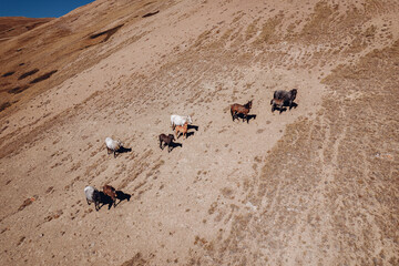 Obraz premium A flock of wild horses graze on the slope of a large hill under a sunny cloudless sky. Mountain valley.