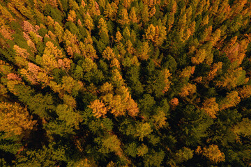 Calm and beautiful view from the copter to the green and yellow trees illuminated by the bright sun.