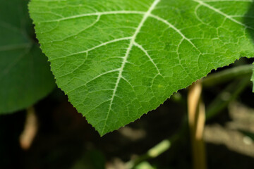 Pumpkin leaves have a healthy amount of Vitamin A, Vitamin C