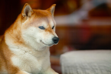 Shibainu