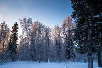 Winter forest at sunset, winter landscape