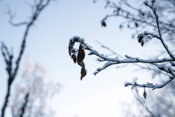 A tree branch covered with snow, hoarfrost against the background of a winter forest, close-up, copy space,