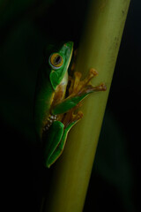 Obraz premium A critically endangered false Malabar gliding frog on a cardamom stalk at Munnar, Kerala, India at night