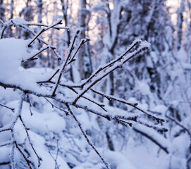 A tree branch covered with snow, hoarfrost against the background of a winter forest, close-up, copy space,