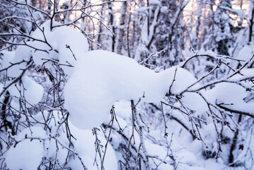 Tree branch covered with snow against the background of a winter forest, close-up, copy space,