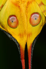 Comet or  moon moth, Argema mittrei, butterfly native to the forests of Madagascar. © alessandrozocc