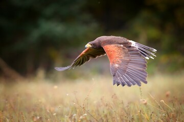 Harris hawk, parabuteo unicinctus, flying over the field in autumn nature. Wild feathered raptor...