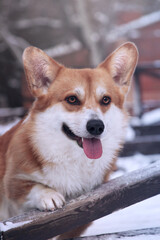 Smiling happy dog. Pembroke welsh corgi.