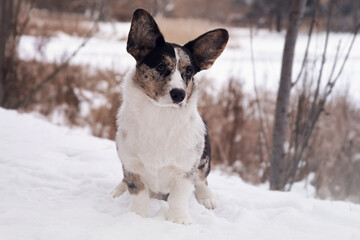 Dog in a snowy park. Cardigan welsh corgi.