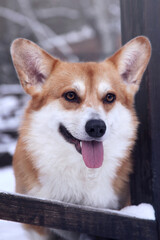 Happy dog portrait. Red and white pembroke welsh corgi.