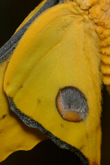 Comet or  moon moth, Argema mittrei, butterfly native to the forests of Madagascar. © alessandrozocc