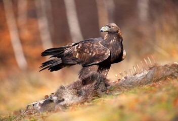 Golden eagle, aquila chrysaetos, observing near the bones in autumn nature. Brown predator eating dead wild boar on grassland. Bird of prey standing next to prey in fall.