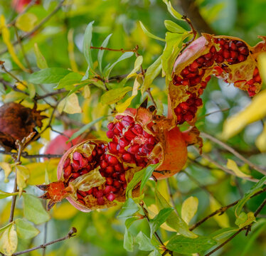 Colorful burst-open Pomegranate hanging from its tree Branch
