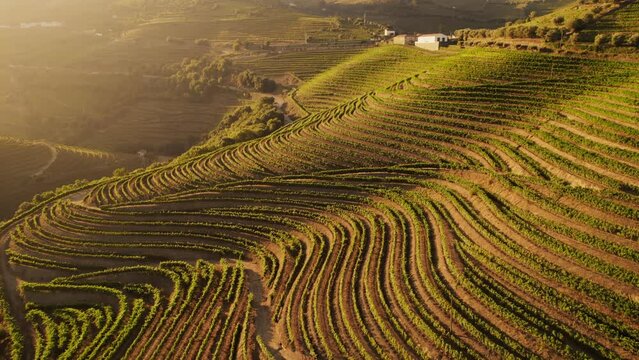 Terraced vineyards in the Douro Valley in Portugal.