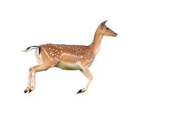Fallow deer, dama dama, jumping from side isolated on white background. Spotted hind running cut out on blank. Female mammal in movement with copy space.
