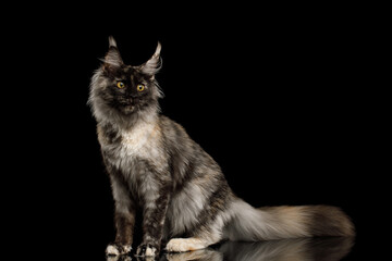 Playful maine coon cat with funny face side view on Isolated black background