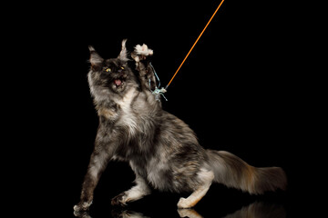 Playful maine coon cat caught the toy with its paw and opened its mouth on Isolated black background