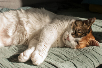 Head of resting on sofe female cat closeup