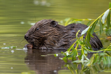 Eurasian beaver, castor fiber, gnawing leaf in water in summertime. Wet mammal eating green in swamp in summer. Aquatic rodent holding plant in wetland. - obrazy, fototapety, plakaty