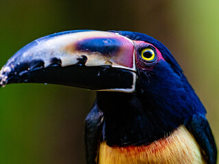 halsbandarassari © Peter