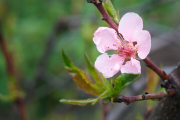 Branch of nectarine tree in the period of spring flowering.