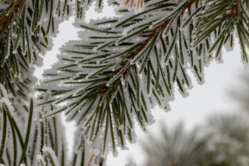 Pine branch covered with frost on a background of snow