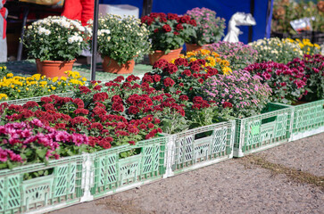 Different varieties of ornamental flowers at the farmer's fair.
