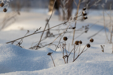 Dry grass covered with frost in the snow