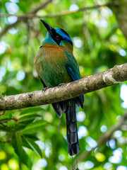 Motmot
