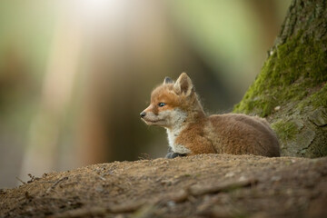 Cub red fox, vulpes vulpes, lying on gorund in sunlight with copy space. Young orange mammal resting on den in forest with sunshine. Baby predator looking on wood with space for text.