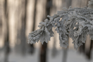 Pine branch covered with frost against the background of tree trunks