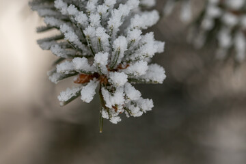 Pine needles are covered with snow and ice. macro